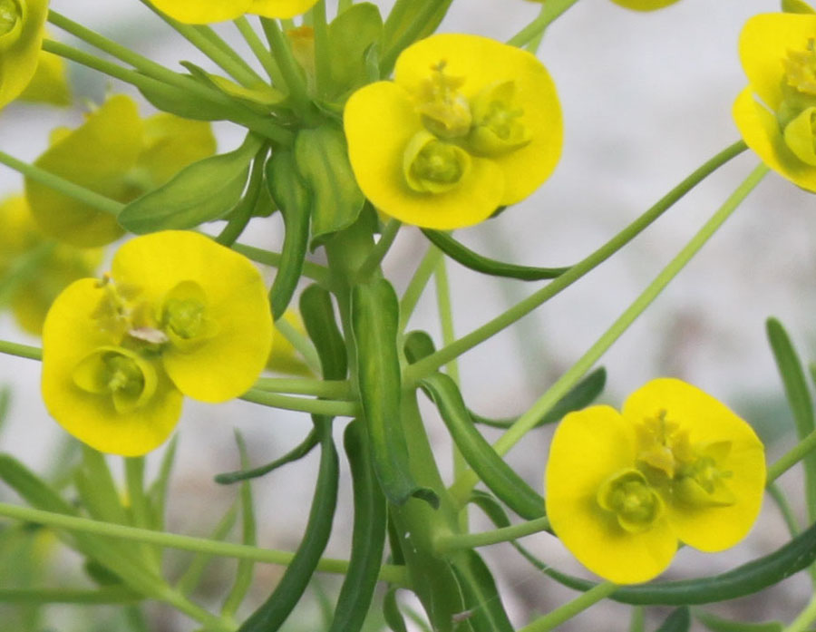 Euphorbia cyparissias L.